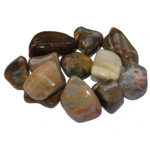 Petrified Wood Tumbled Stone - Patience, Strength and Support